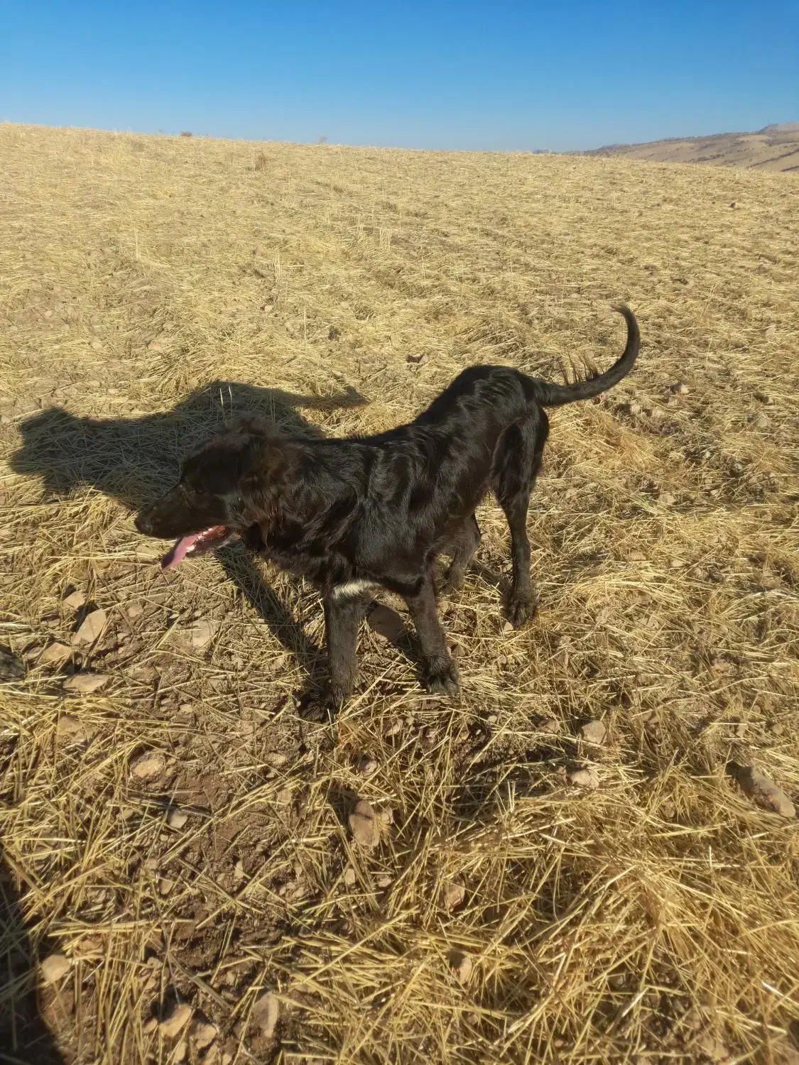 سگ سرابی|سگ|گیلان غرب, |دیوار