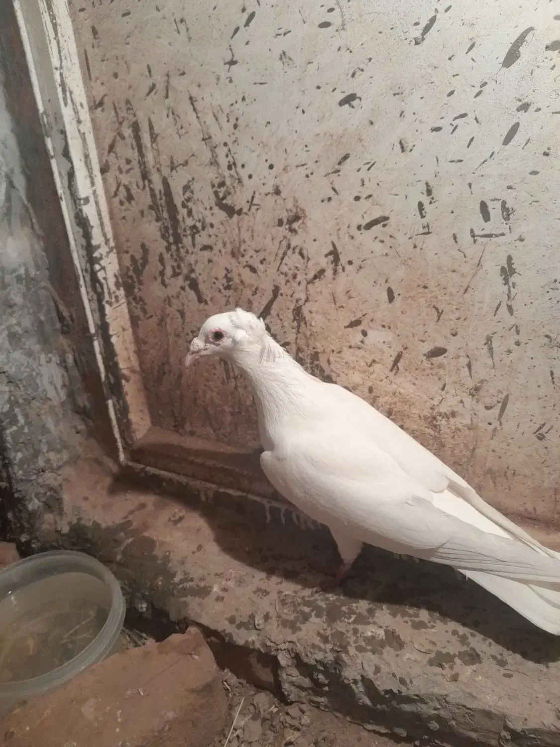 گمشده|پرنده|چهاردولی, |دیوار