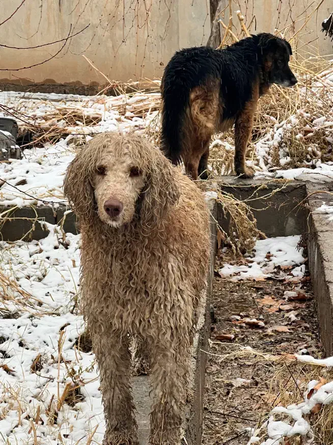 واگذاری سگ پودل|سگ|شیراز, دکتر حسابی|دیوار