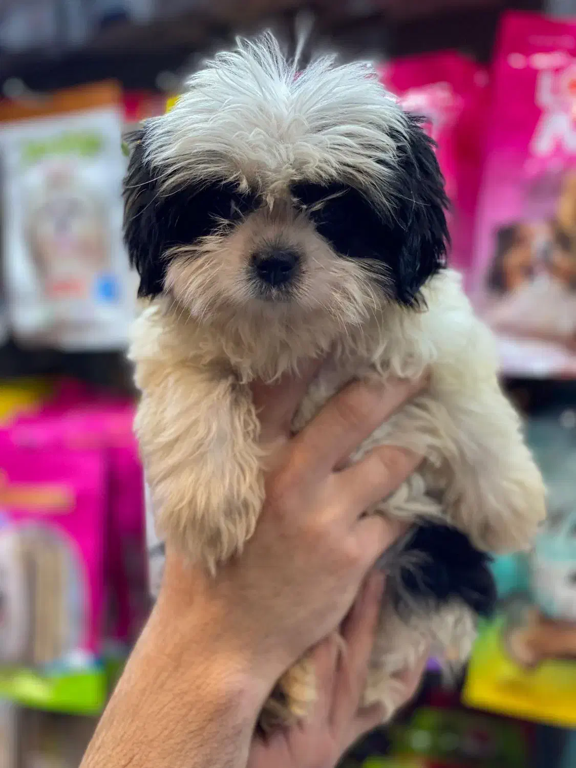 شیتزو سوپرفلت|سگ|رشت, معلم|دیوار