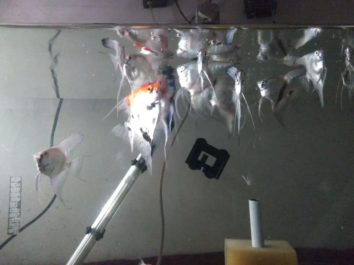 ماهی زینتی|ماهی|مراغه, |دیوار