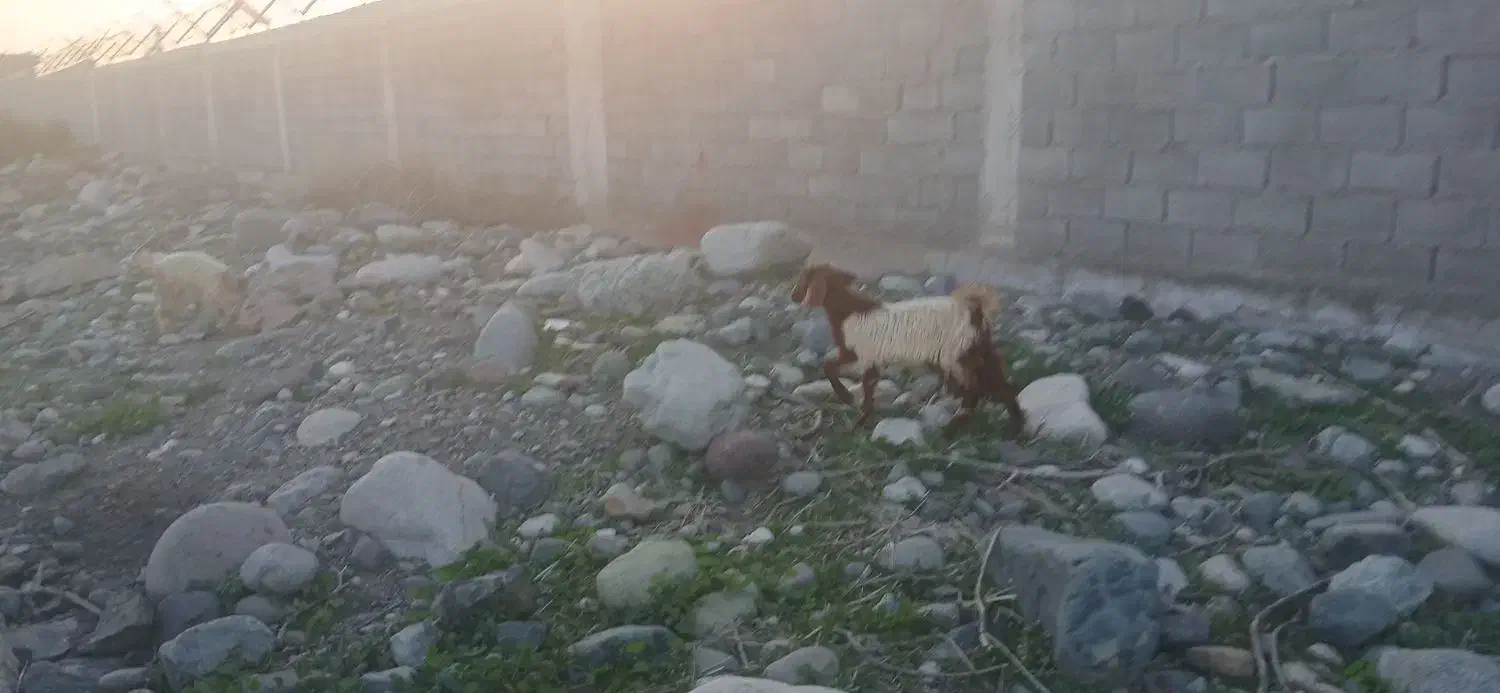 بز و کهره|حیوانات مزرعه|جیرفت, |دیوار