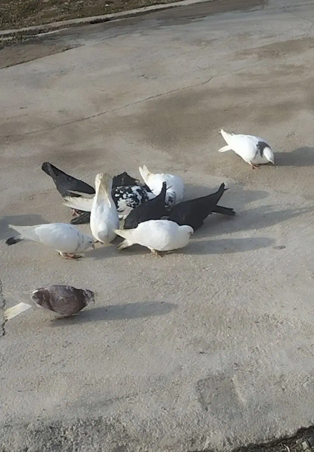 کبوتر . ارزان|پرنده|کشاورز, |دیوار