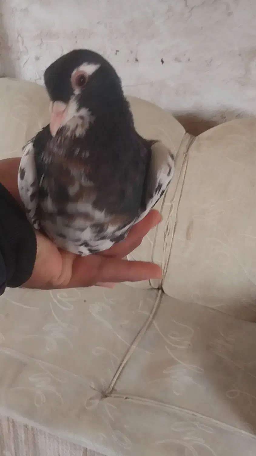 خال سیاه ماده|پرنده|تربت جام, تیپ ۳۸ زرهی تربت جام|دیوار