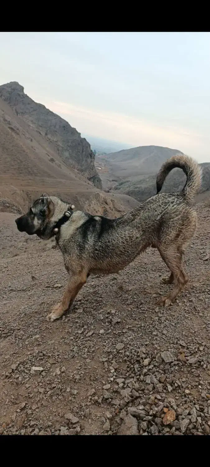 سگ سرابی|سگ|قیامدشت - خاورشهر, |دیوار