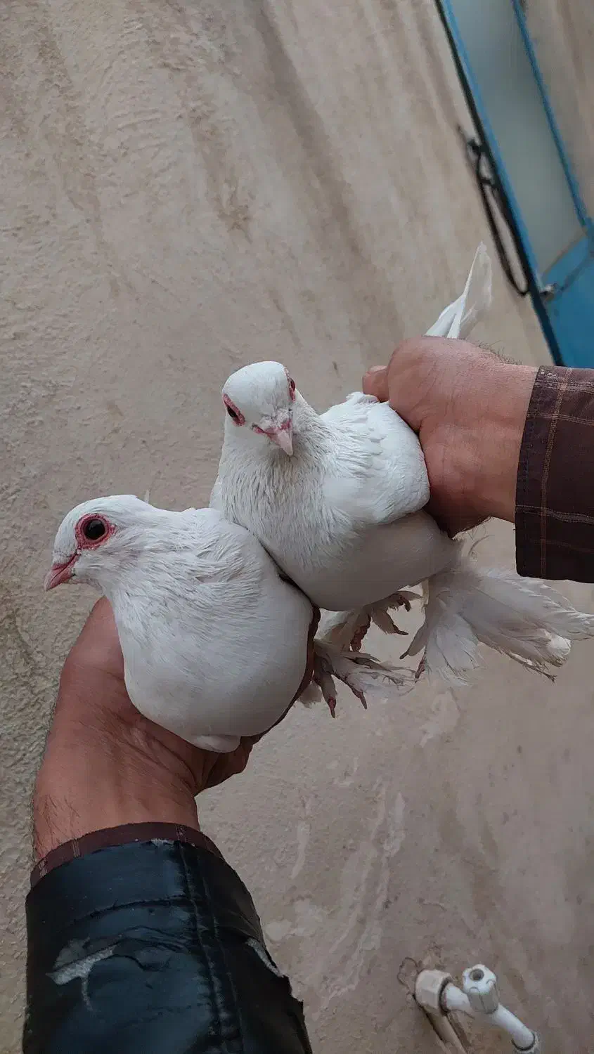 کبوتر  لوتی یک جفت چشم قرمز و شامی زرد|پرنده|خسروشاه, |دیوار