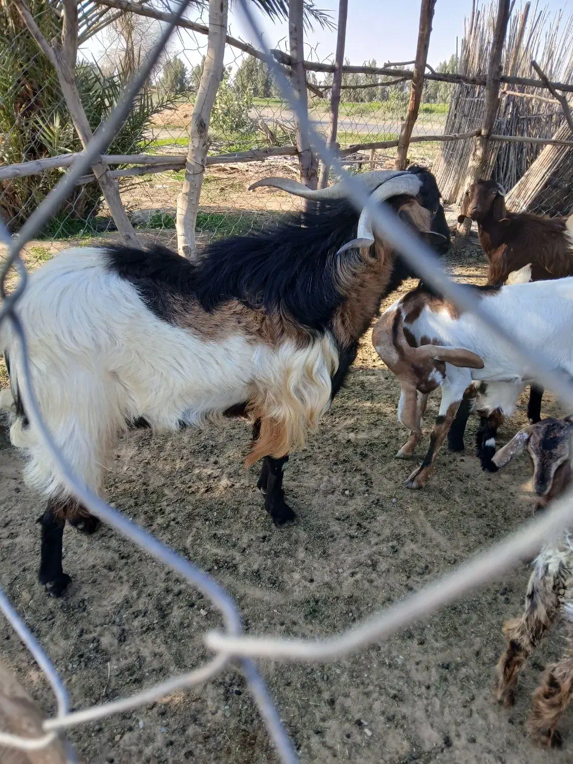 نریگ|حیوانات مزرعه|کهنوج, |دیوار