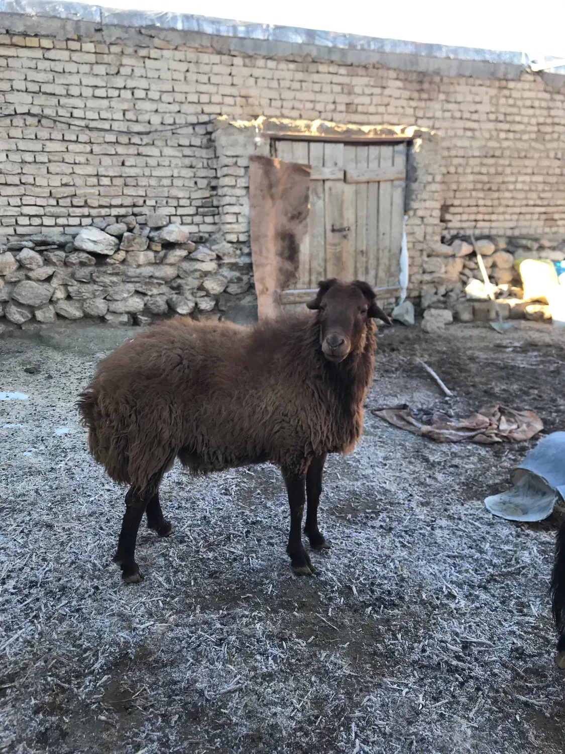 قوچ|حیوانات مزرعه|خوانسار, |دیوار