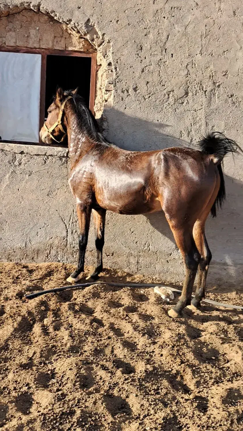 کره نریان کرد|اسب و تجهیزات اسب‌سواری|شراء, |دیوار