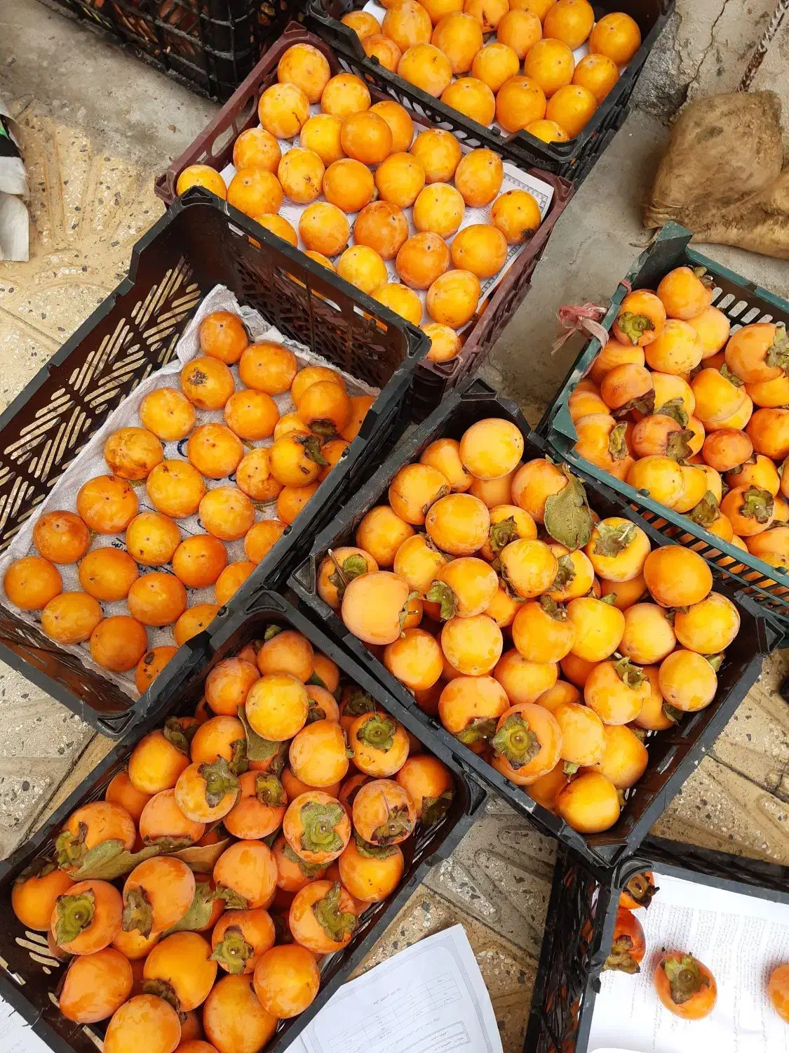 خرمالو سیبی کشاورزی|عمده‌فروشی|عجب شیر, |دیوار