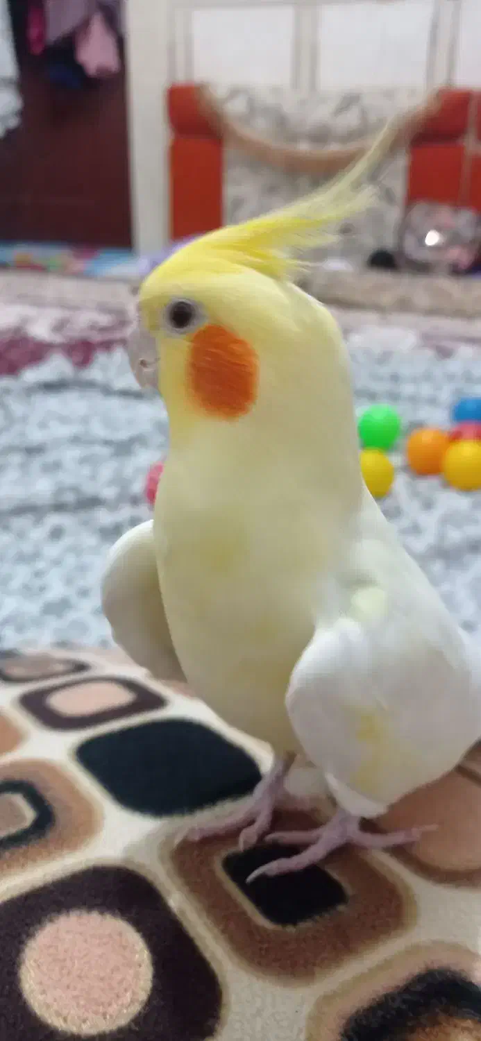 گمشده عروس هلندی|حیوانات|زابل, |دیوار