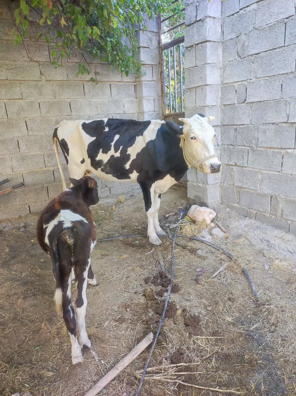 گاو داشتی|حیوانات مزرعه|میناب, |دیوار