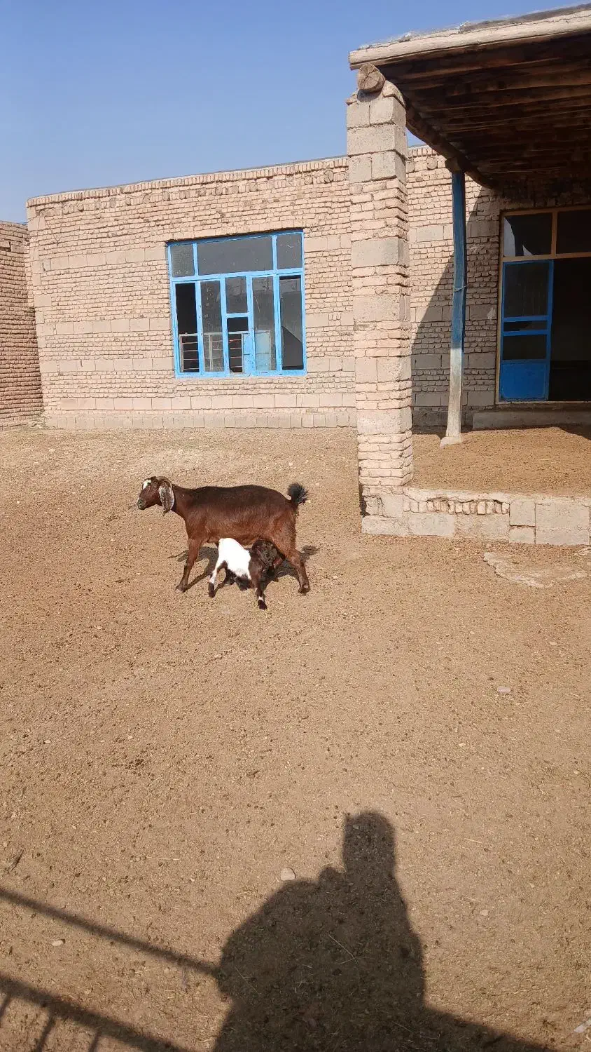 بزشیری جوان|حیوانات مزرعه|لیلان, |دیوار