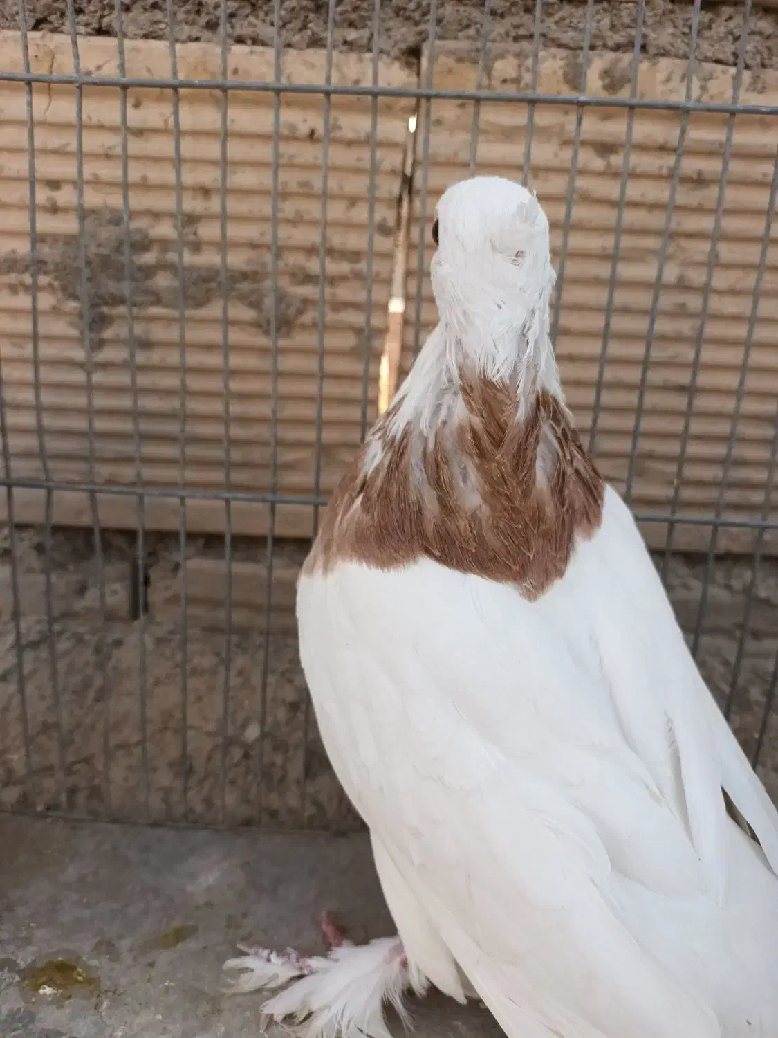 کبوترطوقی|پرنده|زیباشهر, |دیوار