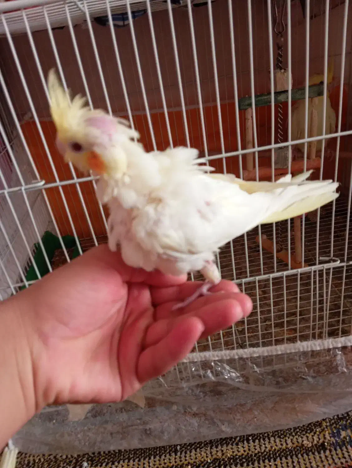 عروس هلندی لوتینو آلبینو|پرنده|تربتحیدریه, یحیی آباد|دیوار