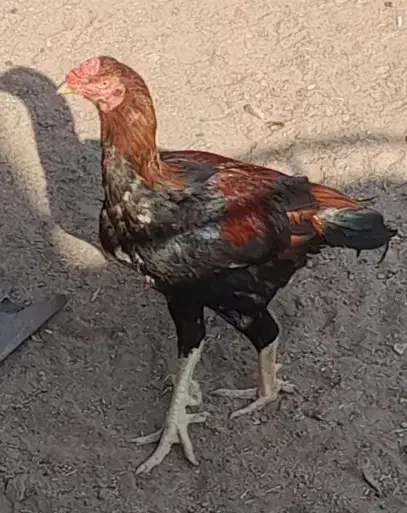 حراج و فروش خروس گلین/مرغ وخروس لاری/مرغ محلی|حراج|رفسنجان, |دیوار