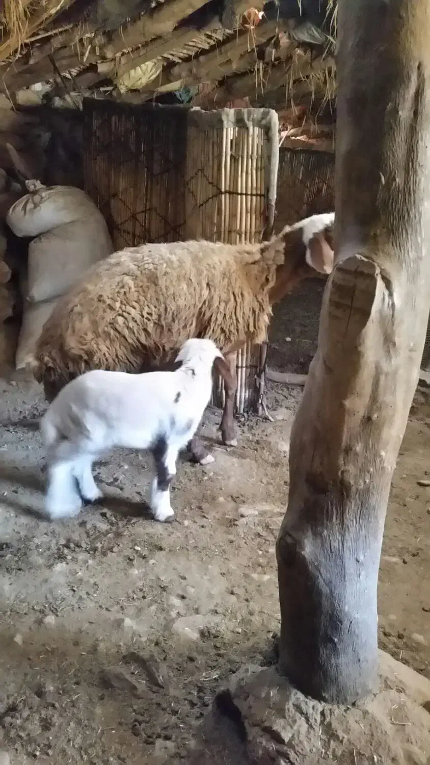 گوسفند وبره جوان|حیوانات مزرعه|بدره, |دیوار