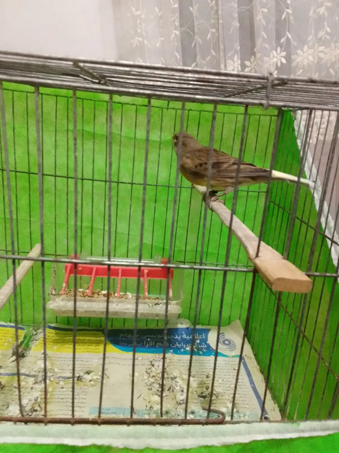 قناری نرجوجه ریز خان|پرنده|صومعه‌سرا, |دیوار