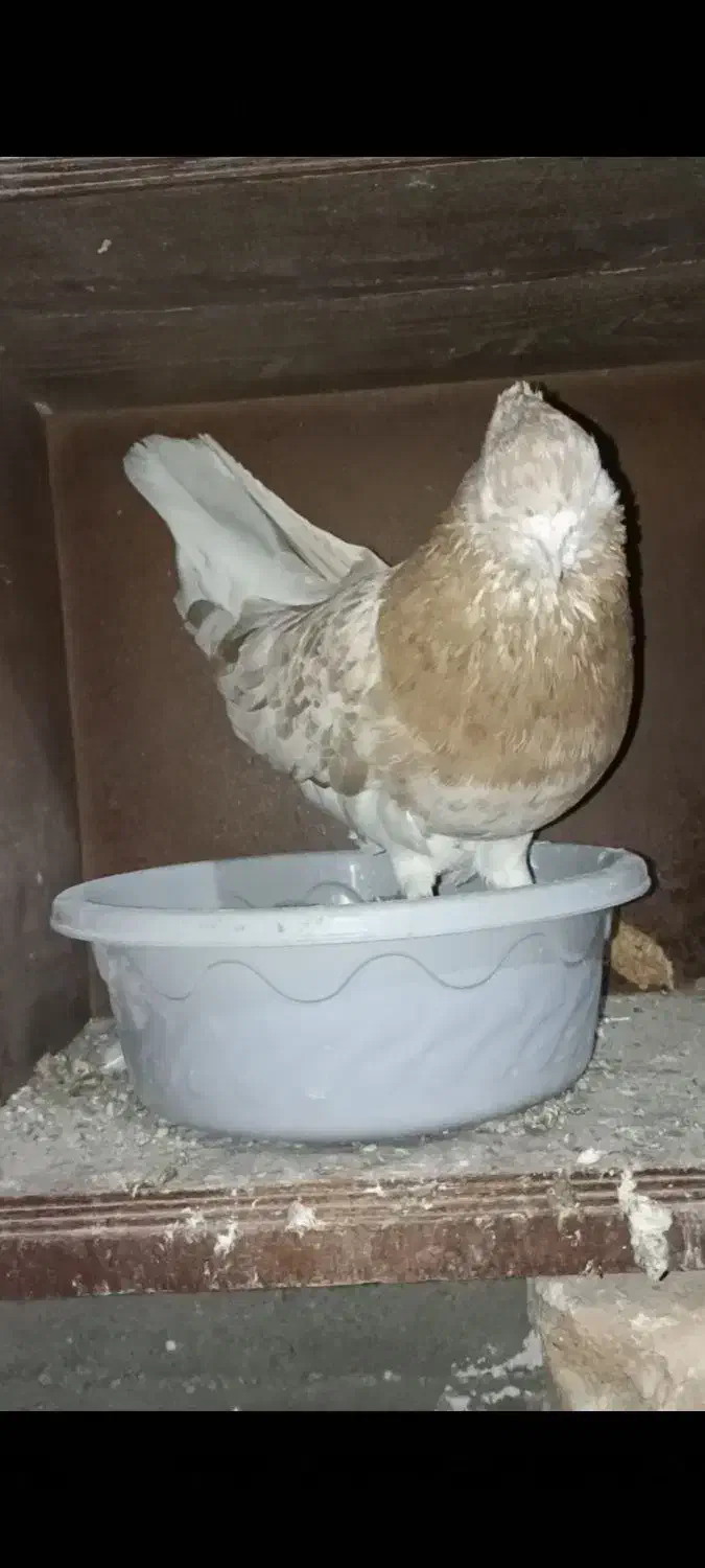 کفتر.سرور.نر.کبوتر|پرنده|گرگان, |دیوار