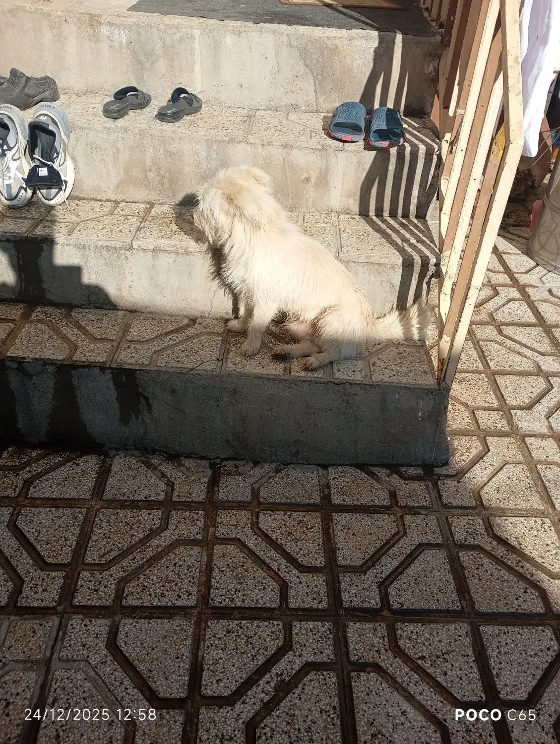 سگ فروشی|سگ|نیشابور, رحمت آباد|دیوار