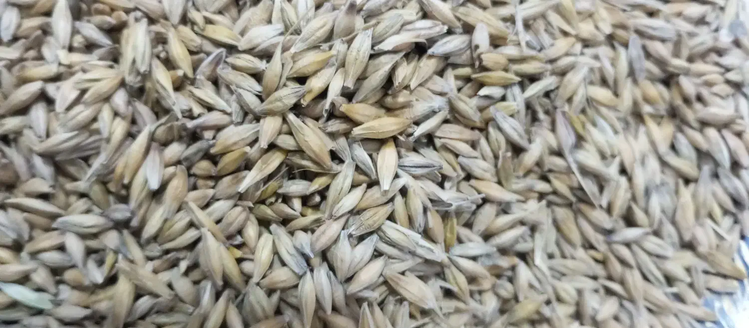 جوبذری|عمدهفروشی|مینودشت, |دیوار