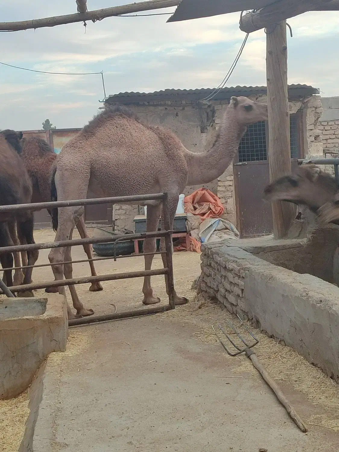 ۳۳شتر نر|حیوانات مزرعه|طبس, |دیوار