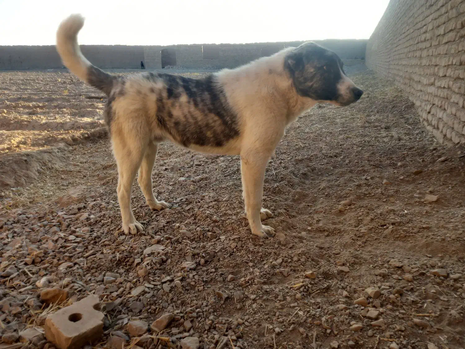 سگ الابای افغان|سگ|دامغان, |دیوار