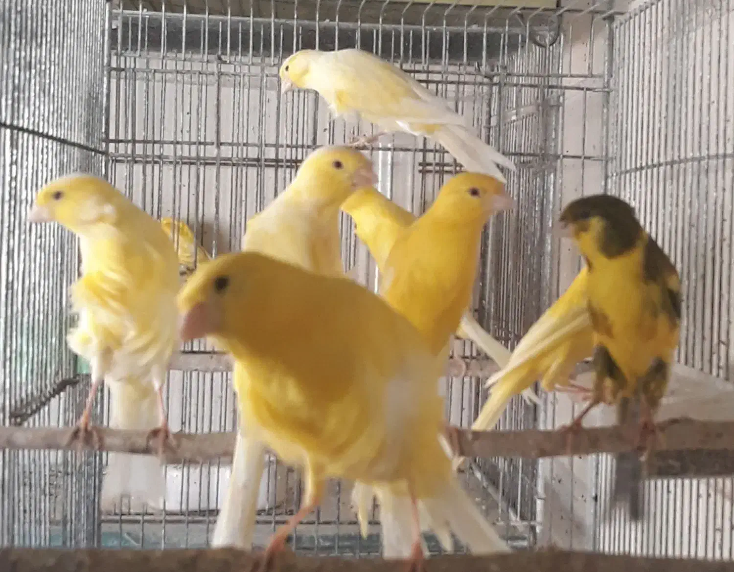 قناری یسر بالغ تعداد محدود|پرنده|قزوین, |دیوار