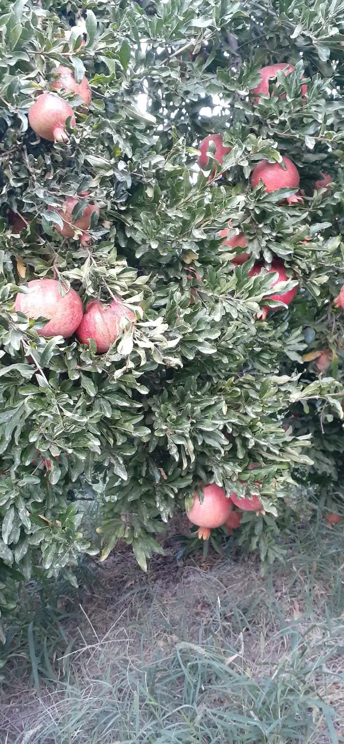 انار|خوردنی و آشامیدنی|کوهنانی, |دیوار
