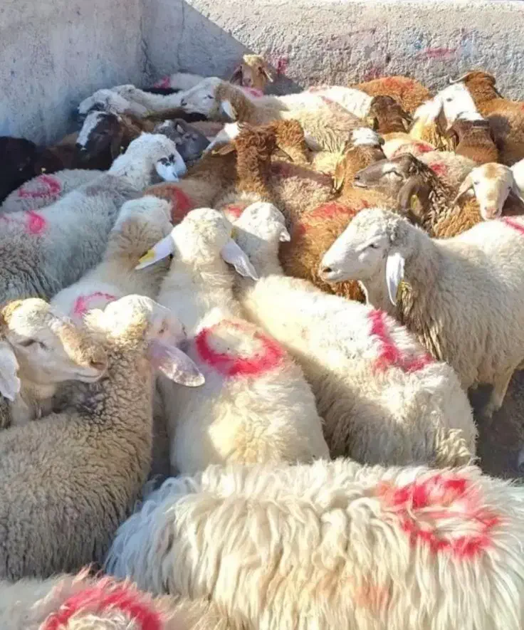 ** گوسفند قلم آبی درجه یک زنده به شرط **|حیوانات مزرعه|مشهد, نوید|دیوار