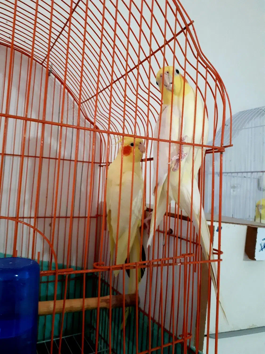 یک جفت عروس هلندی بفروش میرسد|پرنده|اهر, |دیوار