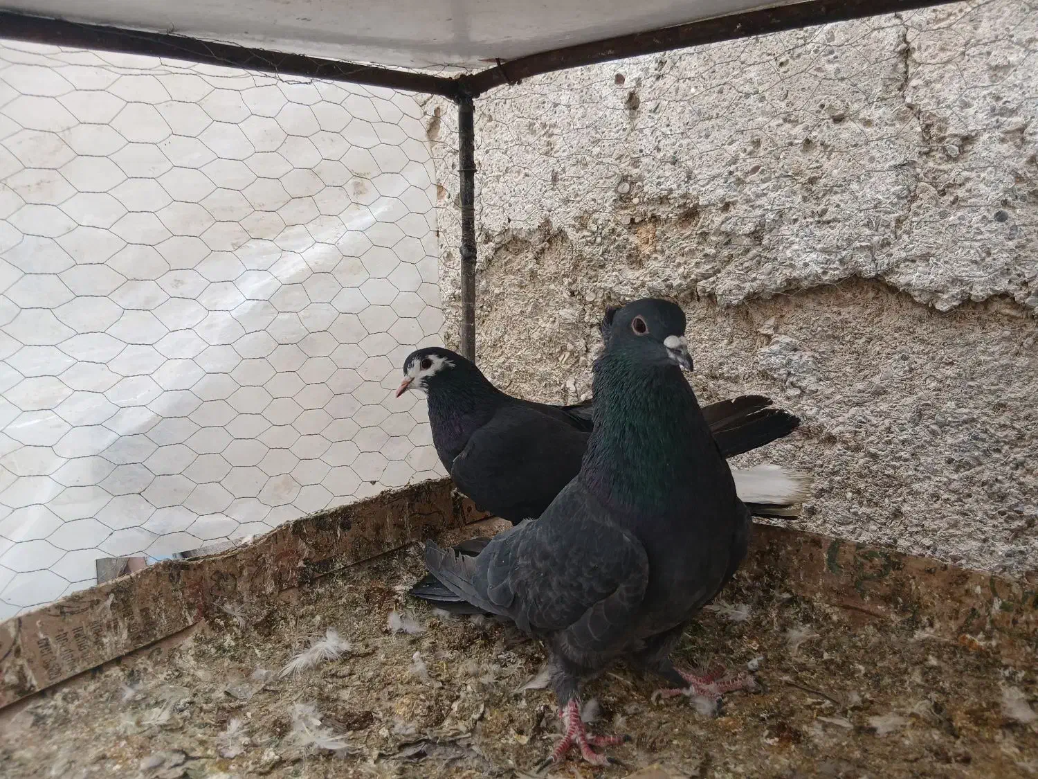 ۱۲۰۰|پرنده|خمینی‌شهر, |دیوار