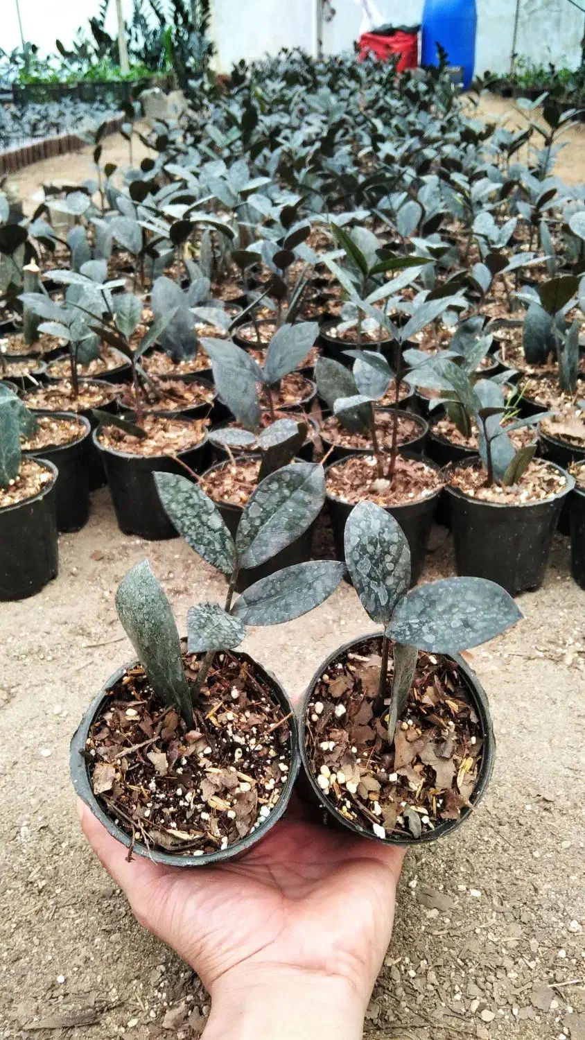 فروش زامفولیا سوپر بلک|گل و گیاه طبیعی|چالوس, |دیوار