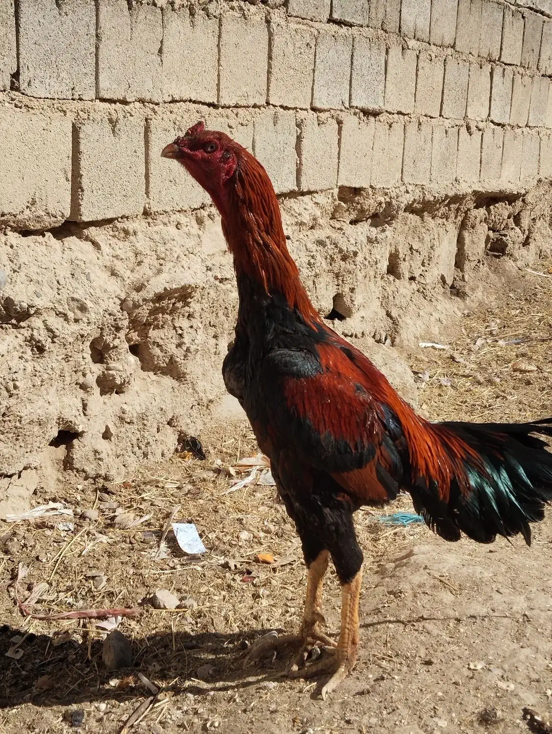 یک خروس ۱۵ماهه ودوتاجوجه ۷ماهه یک هم ۸ماهه|حیوانات مزرعه|شاهین دژ, |دیوار