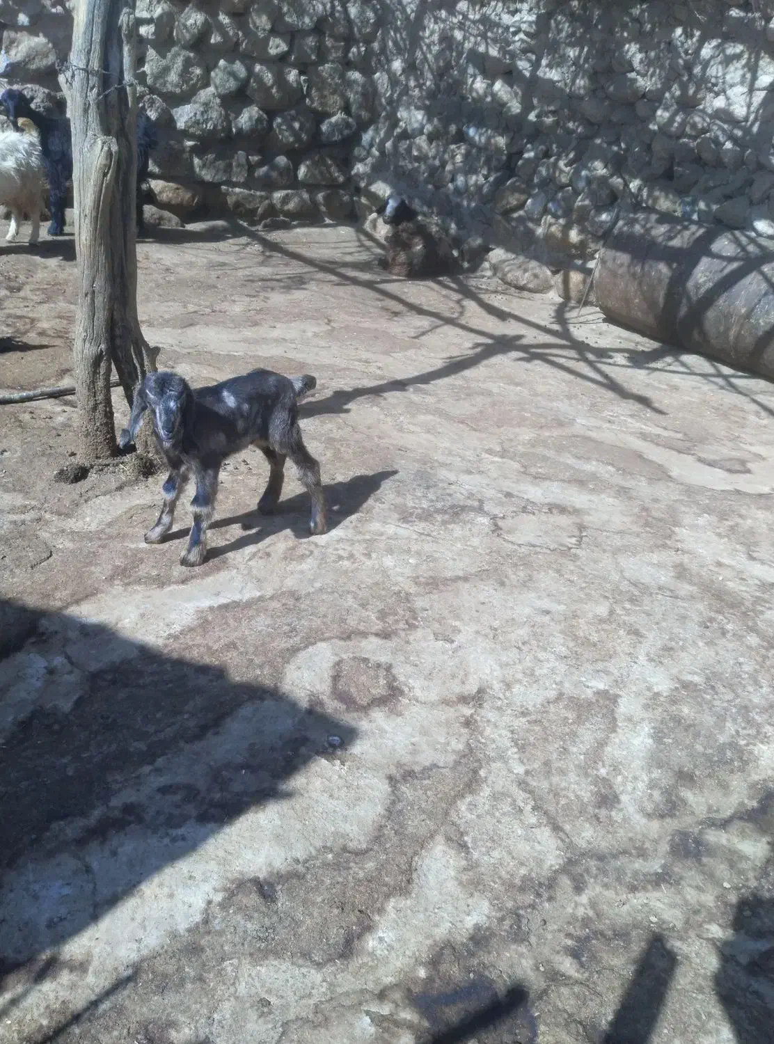 بزغاله شیری|حیوانات مزرعه|زاغه, |دیوار