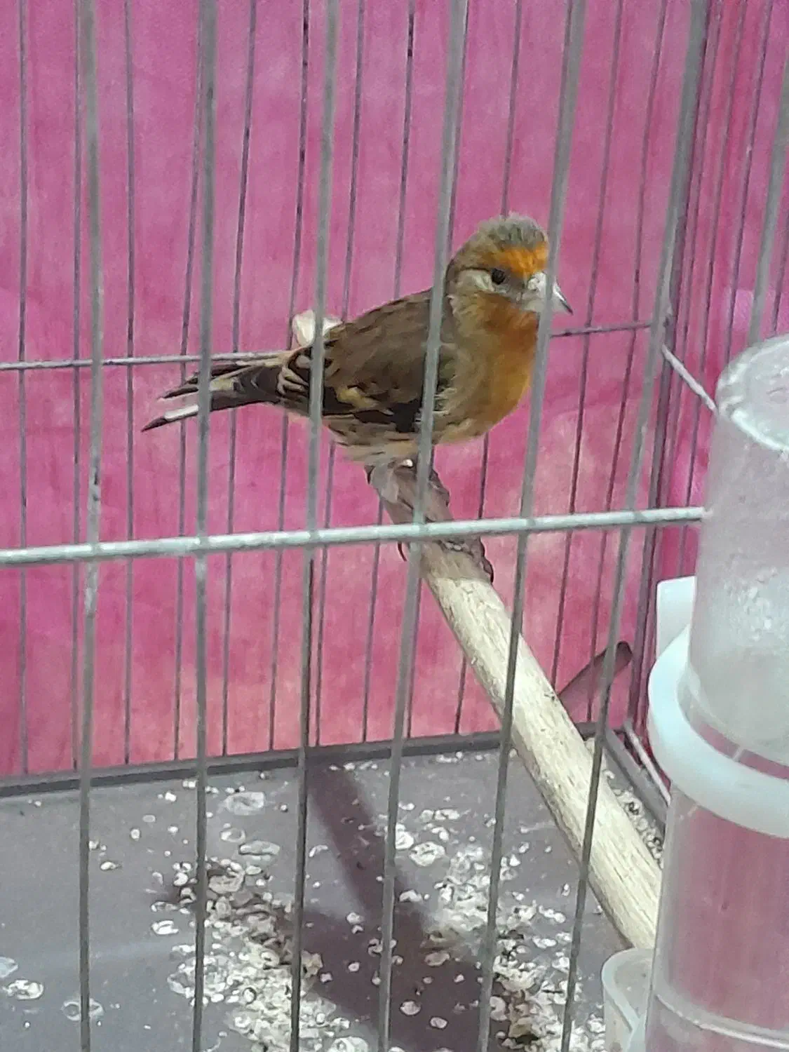 جوجه سهره قناری به شرط خوش رنگ|پرنده|بیستون, |دیوار