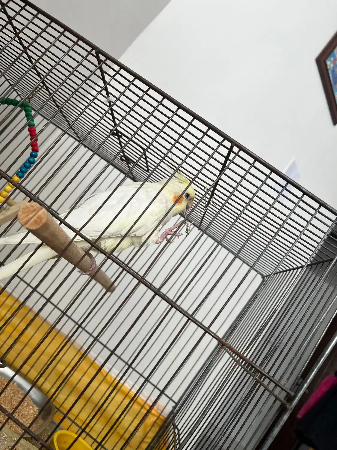 عروس هلندی دستی|پرنده|شیراز, دشت چنار|دیوار