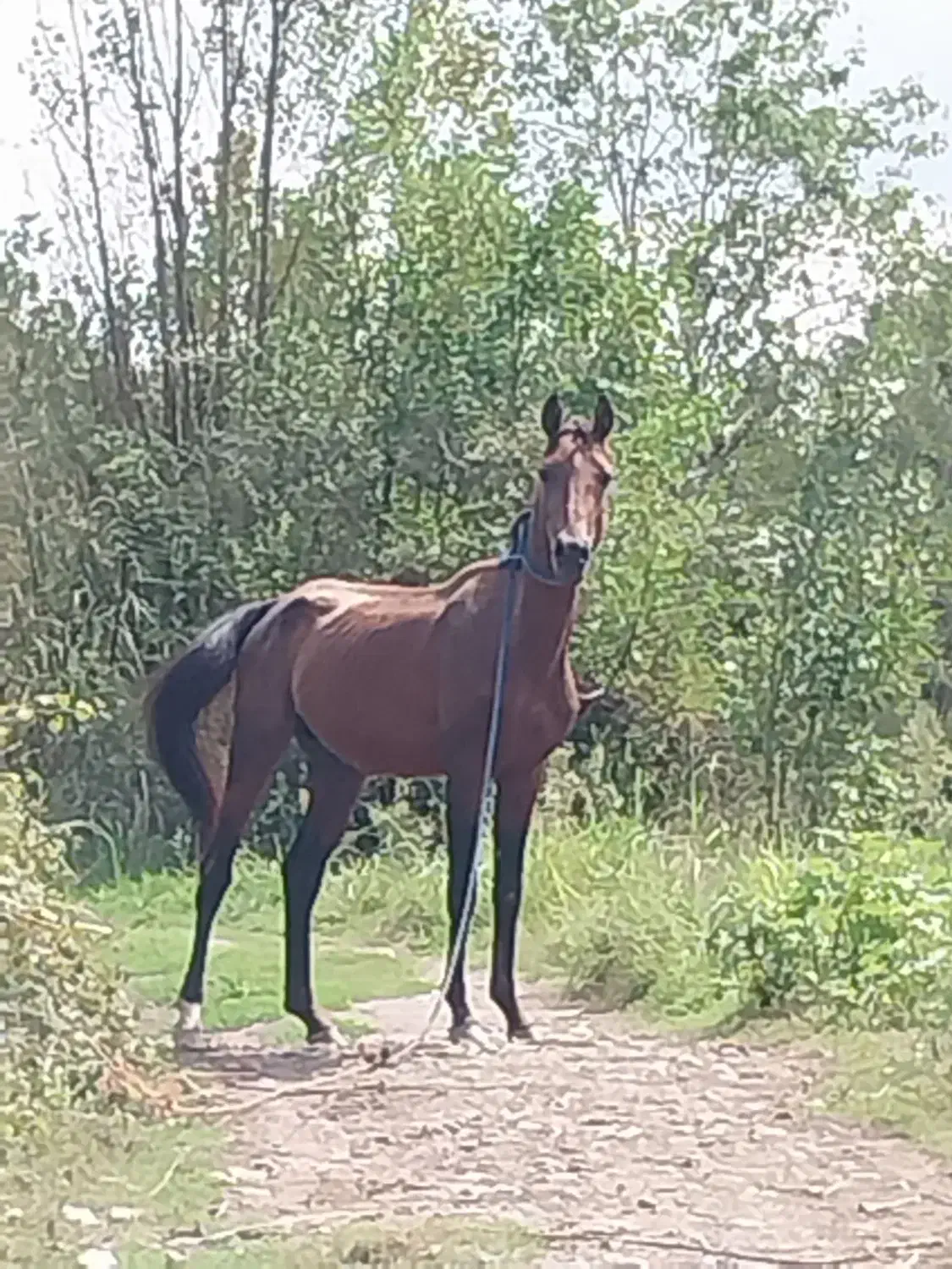 اسب ترکمن|اسب و تجهیزات اسب‌سواری|کیاشهر, |دیوار