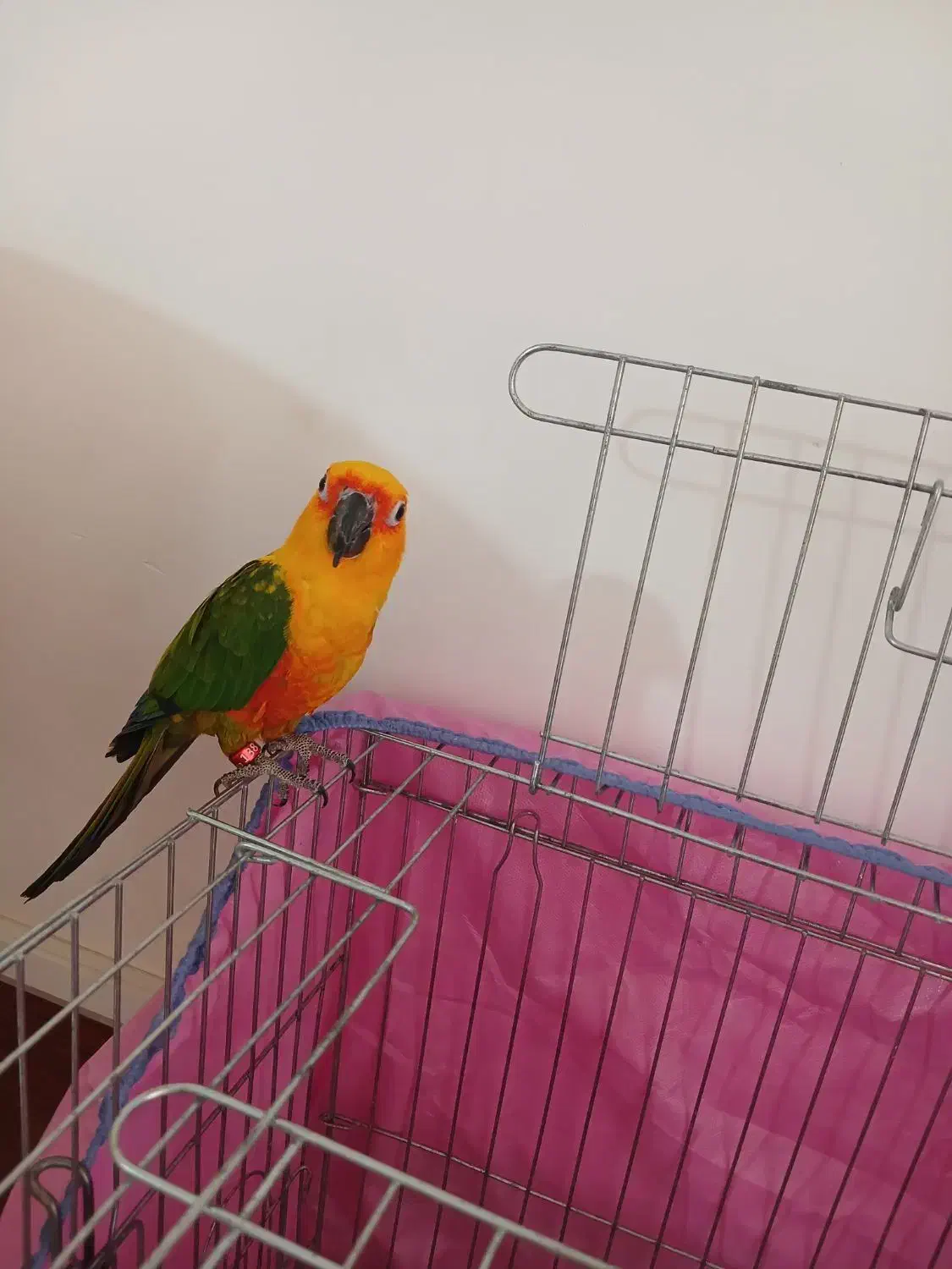 طوطی کانورخورشیدی|پرنده|رفسنجان, |دیوار