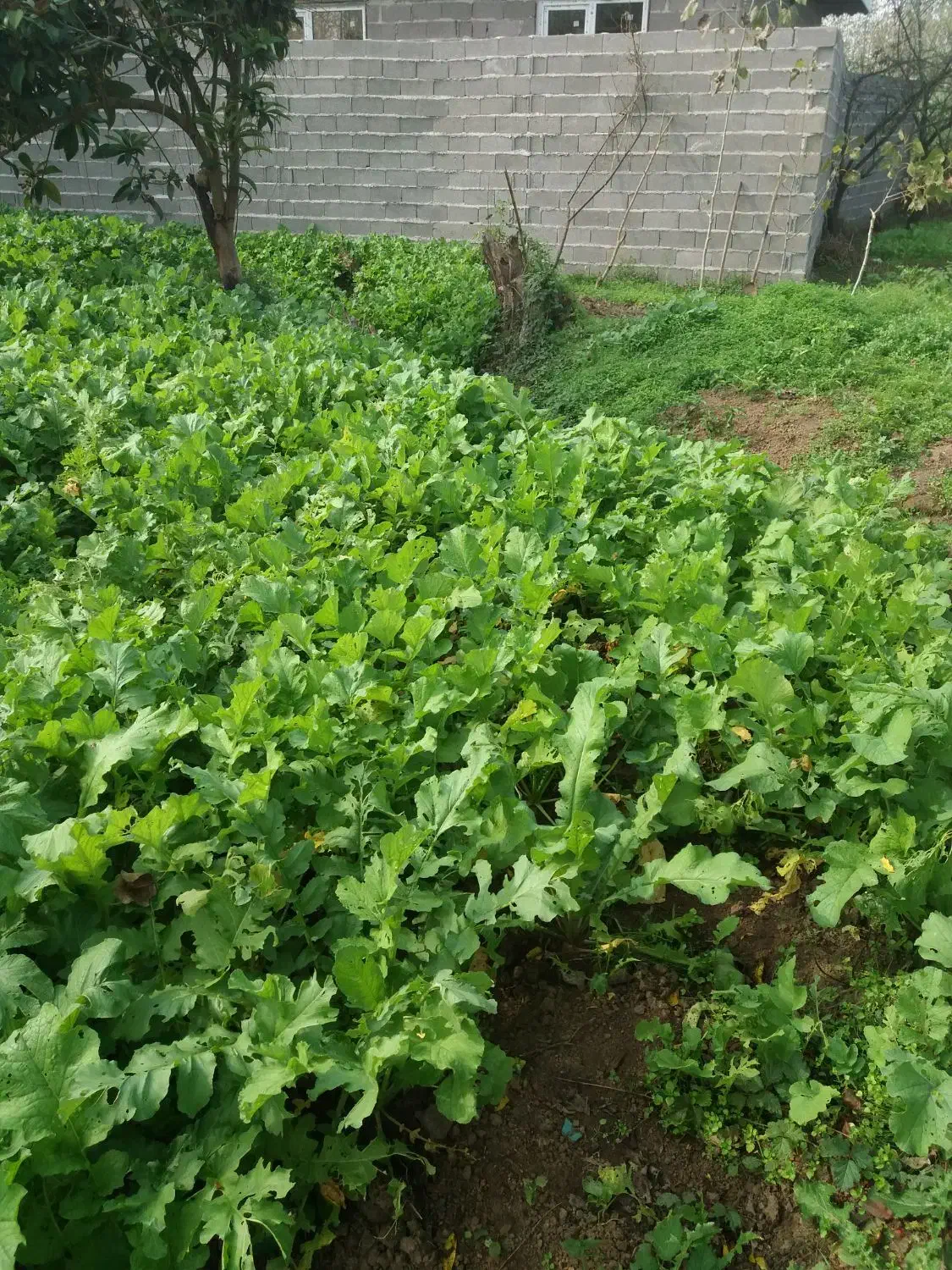 انواع سبزیجات محلی برگ سیر،یرالماسی|خوردنی و آشامیدنی|رشت, فخب|دیوار