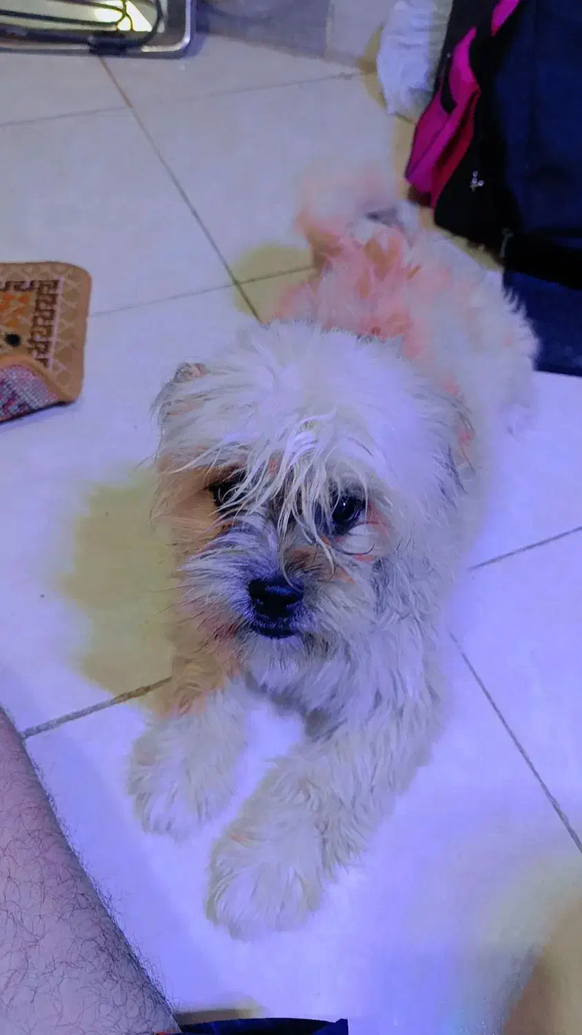 پت خونگی|سگ|مشهد, حیدرآباد|دیوار