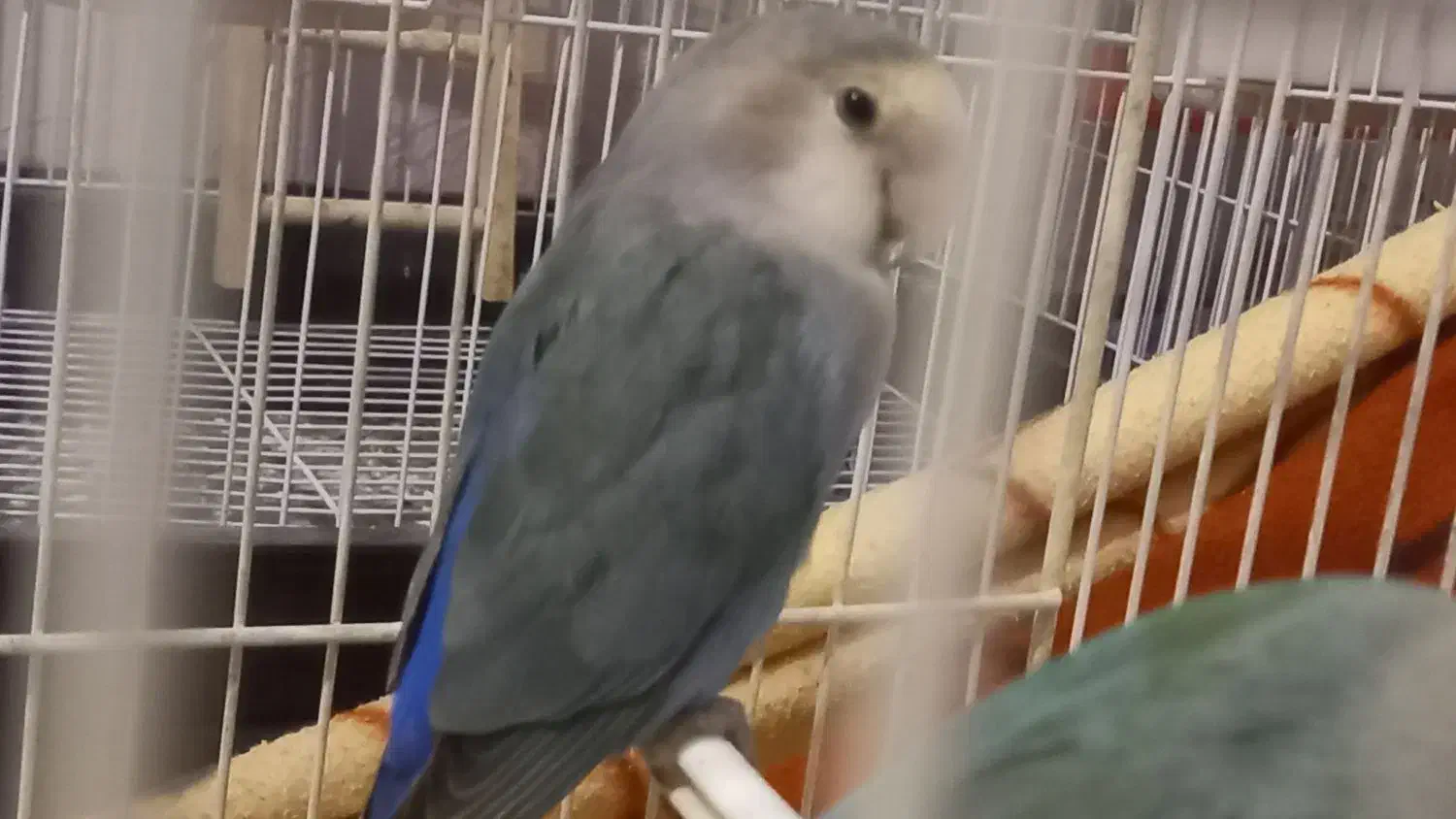 کوتوله خوش رنگ|پرنده|مشهد, نیروی هوایی|دیوار