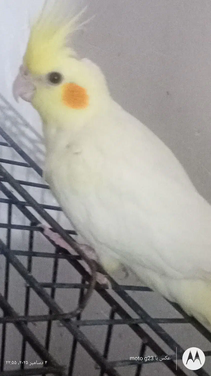 عروس هلندی لوتینو|پرنده|خرمآباد, |دیوار