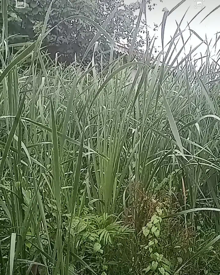 سمپاشی علفهای هرز باغات با دستگاه اتوماتیک برقی|خدمات باغبانی و درختکاری|فومن, |دیوار