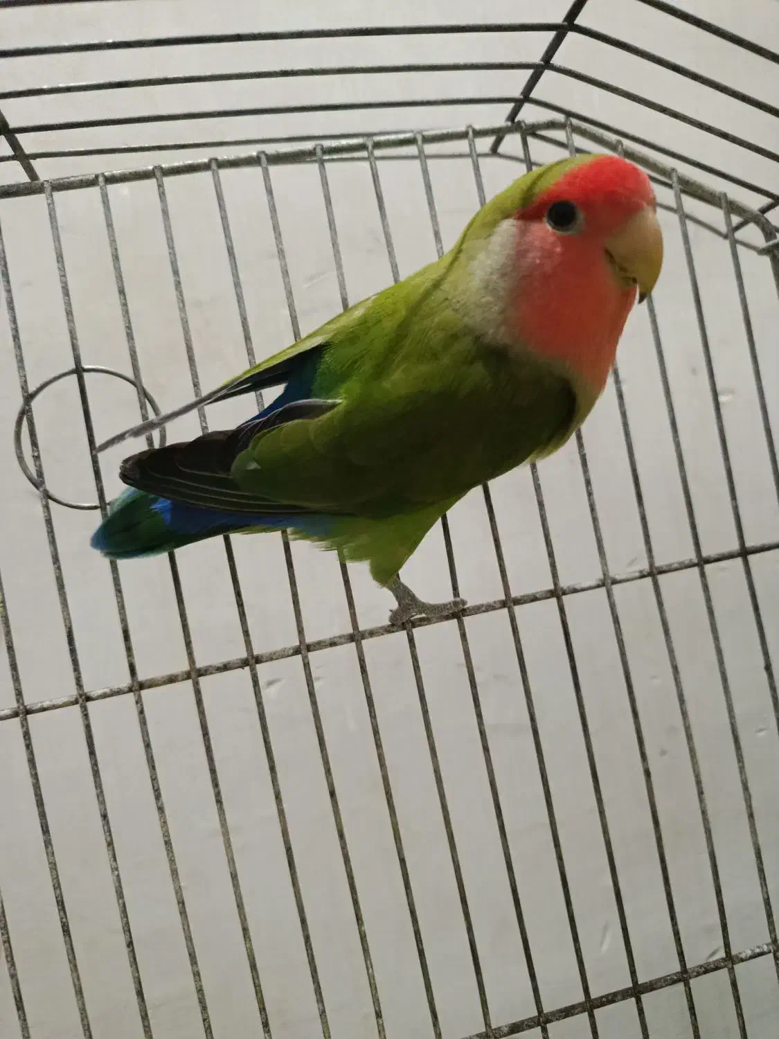 طوطی برزیلی نر|پرنده|کرمانشاه, |دیوار