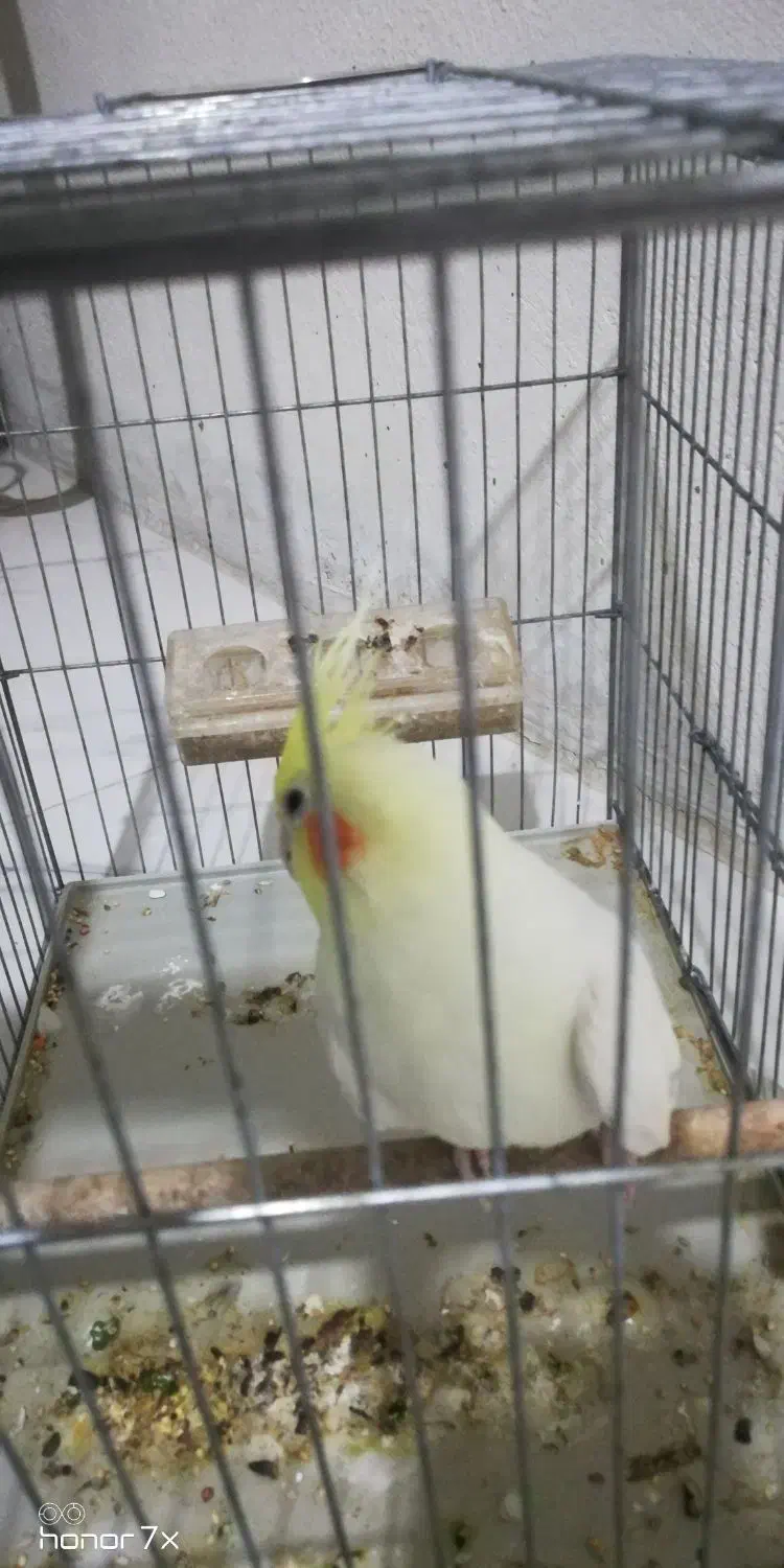 عروس هلندی نر|پرنده|بندر کنگان, |دیوار