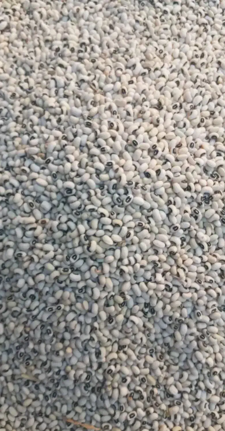 فروش ۳۰۰کلیو لوبیا آشی و ۲۰۰کیلو لوبیا چش بلبلی|عمده‌فروشی|دره شهر, |دیوار