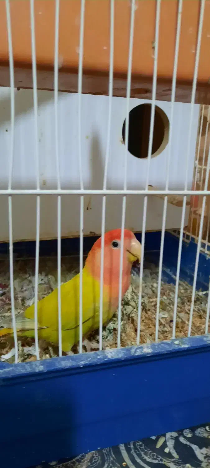 یک جفت کوتوله برزیلی اوپال|پرنده|بروجرد, |دیوار