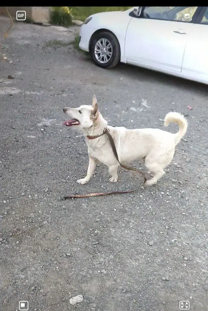 سگ گم شده|حیوانات|کرمانشاه, |دیوار