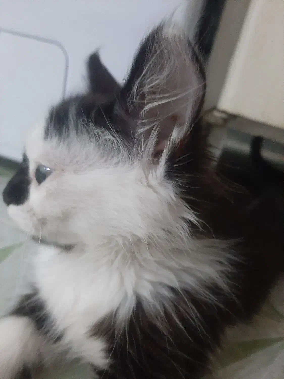 گربه فروشی|گربه|دزفول, |دیوار